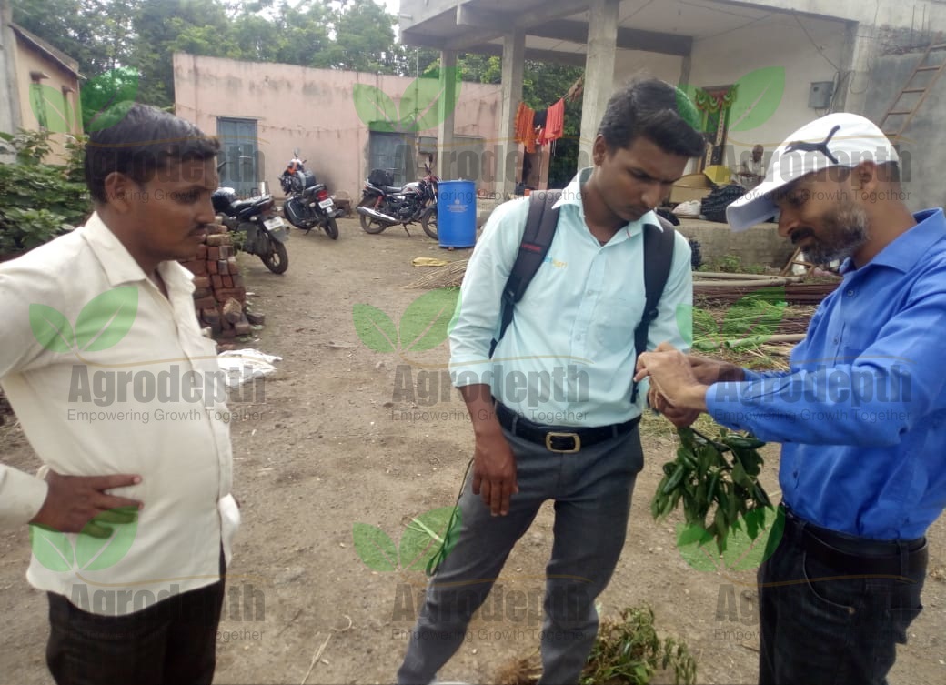 Capsicum-Disease-Checking-by-Agrodepth-1