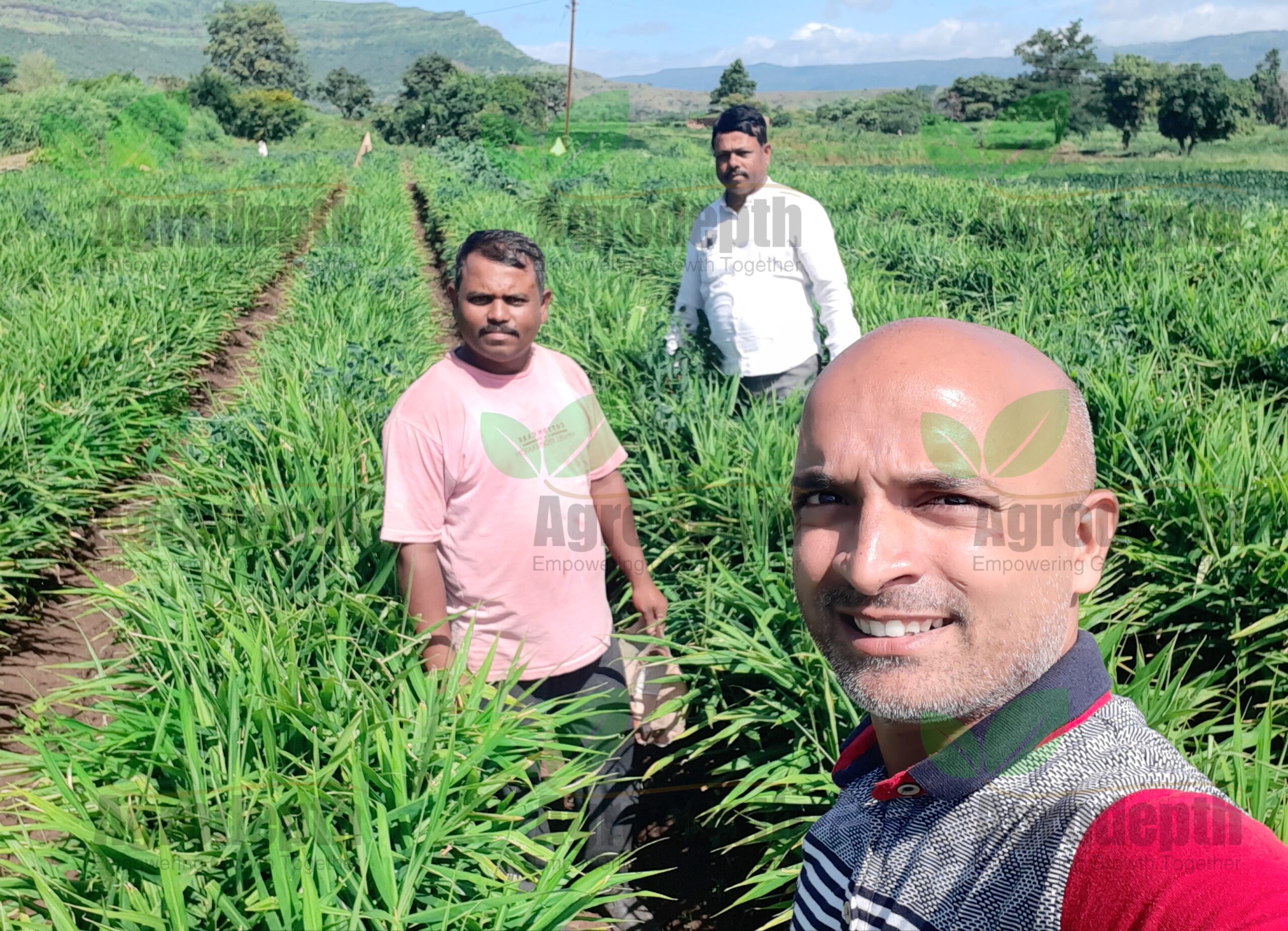 Ginger-Plot-Consulted-by-Agrodepth-1-scaled