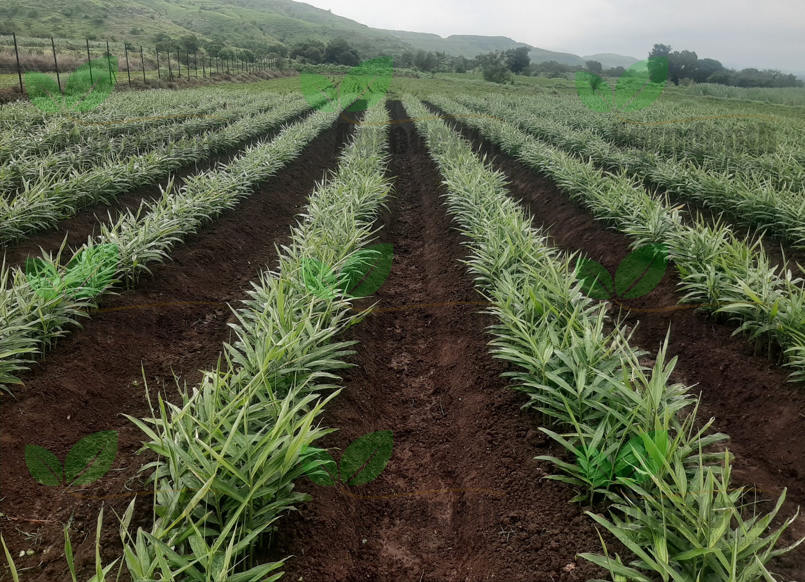 Ginger-Plot-Consulted-by-Agrodepth1-1-scaled